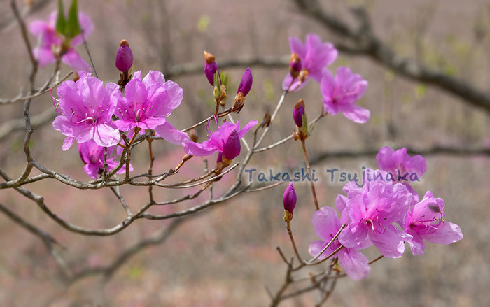 野の花 信濃路の息吹 風景写真家 山岳ガイド 辻中 隆志